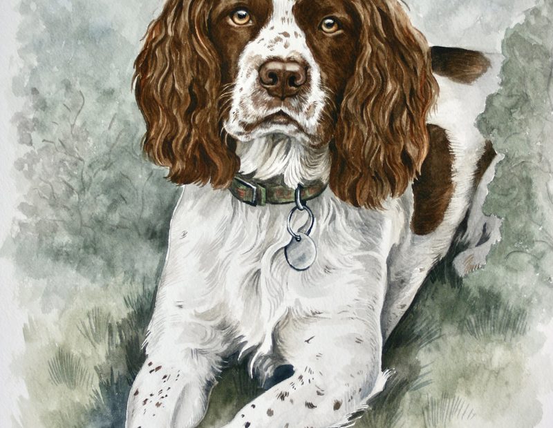 Springer Spaniel