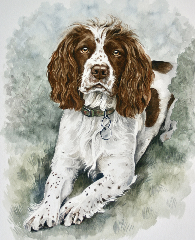 Springer Spaniel
