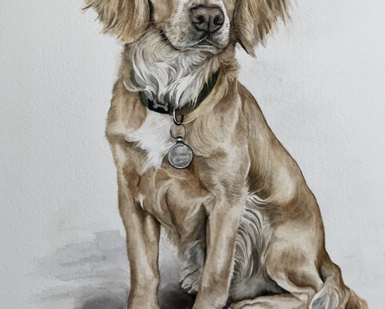 Working Cocker Spaniel Pet Portrait