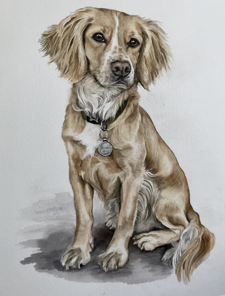 Working Cocker Spaniel Pet Portrait