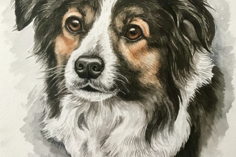 Tri Border Collie